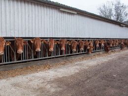 Der er 25 køer i besætningen. Køerne har udendørs foderbord og stod bundet i fanggitter under de første timer af åbent hus arrangementet