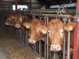 Kvier i fanggitter til ære for de besøgende