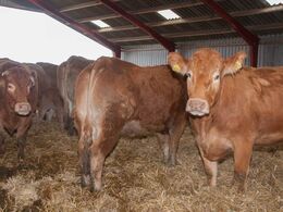 Så blev køerne sluppet løs i deres stald, der ligger bare få meter fra jernbanen