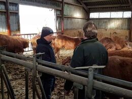 Ungdyrene besigtiges på tæt hold, der indkøbes også kalve til viderefedning indtil videre 20 stk i år