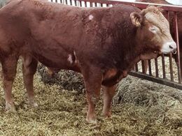 En af avlstyrene. Der indkøbes avlstyre i Frankrig i samarbejde med andre avlere.