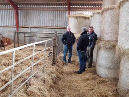 Køerne studeres i dybstrøelsen