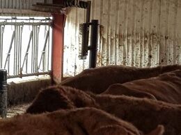 Der er opsat børster til pelspleje