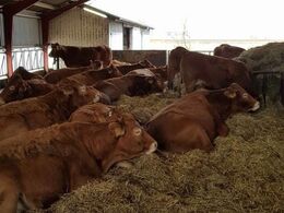 De 25 køer i dybstrøelsen