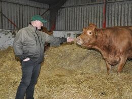 Frede Kristensens køer var helt rolige ved at få besøg