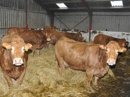 Det meste af ko flokken