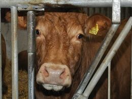 En lidt genert ko kigger ud gennem det kraftige fanggitter