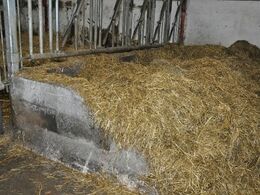 Detalje: Foderbordet ved køerne er bygget op gulvet foran fanggitrene (her en af to sektioner)