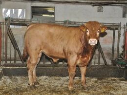 Ung fedetyr i den gamle del af stalden