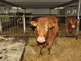 Kig på langs i den ene længe af stalden – fodergang og æde-repos til venstre – inspektionsgang i højre side