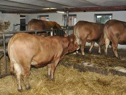 Kig på tværs i stalden – fra inspektionsgang mod æderepos og fodergang