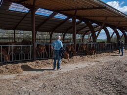 Stalden er ”hjemmelavet” og delvis opført af genbrugsmaterialer. Bemærk, at foderbordet er overdækket.