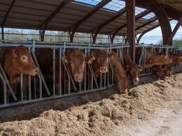 Besætningen, som er økologisk, har aktuelt 44 moderdyr plus opdræt