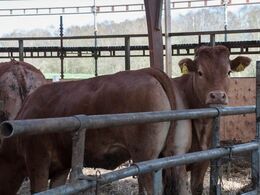 Masser af lys og luft til de dyr, der var på stald