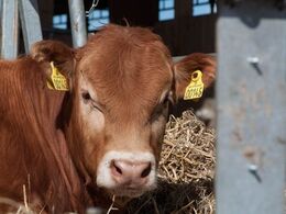 Man kan godt slikke solskin, selvom man stadig er på stald