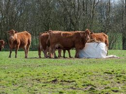 Nogle dyr var lukket på græs, men blev stadig fodret med wrap