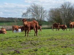 Limousinerne på græs nød det flotte vejr - ja vejret var faktisk for godt til at holde generalforsamling i, hvilket kunne ses på deltagerantallet