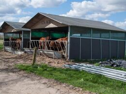 Stalden suppleres af disse flytbare hytter