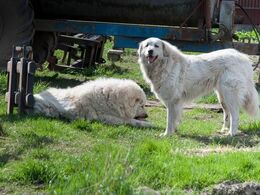 Når man også har frilandsgrise behøver man hunde til at passe på dyrene