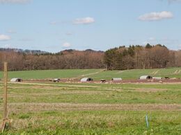 Kig ud over en af grise-markerne