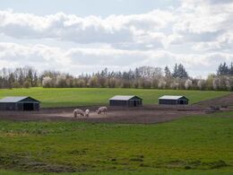 Her en anden grise-mark