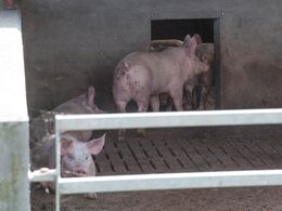 Fravænnede grise i stald med veranda