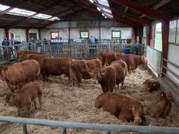 09-	En praktisk og overskuelig stald til de 9 limousinekøer med opdræt