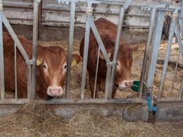 11-	Her er det kvieafdelingen