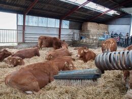 12-	De mange besøgende forstyrrede ikke dyrene mere end at eftermiddagssøvnen også kunne passes