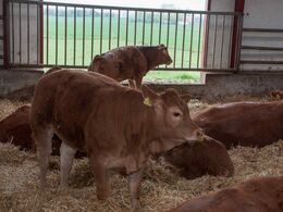 16-	Denne kvie efter Idalgo PP var Svend Riis Nielsen meget stolt af