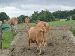 Samme limousiner kunne efter besøget atter forlade stalden