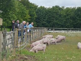 En flok grise på friland udgjorde sidste stop under besætningsbesøget