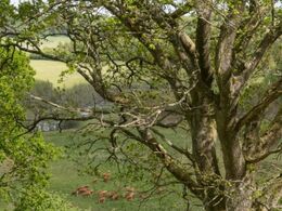 Limousiner i dalen ved Runkenbjerg
