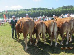 Her er ærespræmie dyrene. Bedste Limousinedyr blev tyren Lindegården Luggi fra Allan Krag. Luggi blev skuets bedste handyr på tværs af alle racer. Bedste Limousine hundyr blev kvien Birkely Lisette fra Jakob Ravn. Anders Lange vandt bedste kødkvægdyr unde