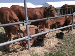 Gl. Estrup messen bød på dejligt skue vejr og mange besøgene. Dommer var i år Lars Juellund