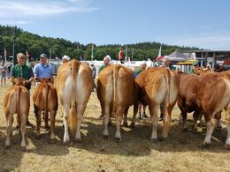 Høj sol med 26 graders varme prægede Gl. Estrup Dyrskue. 21 limousiner var blandt de 78 tilmeldte kødkvæg.