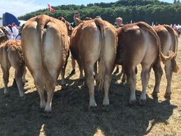 Bedste Besætningsgruppe på tværs af racerne, winner af Gl. Estrup prisen 2018 , Birkely Limousine