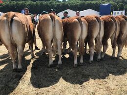 Bedste Afkomstgruppe, på tværs af racerne , Eden.