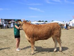 Birkely Misabell  24P, Bedste Limousine hundyr, nr 2 I Interbreed