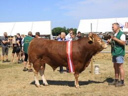 Birkely Nestor  23P, Bedste Limousine tyr, Interbreed vinder GL Estrup 2018