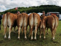 Her ser vi  dyr fra Anders Lange.  Fra venstre.  Engtoftegårds Jocaste (ko uden kalv) 23P og ærespræmie.  Kalkenberg Diva ko uden kalv 23P  ikke ærespræmie. Engtoftegårds Monalise . Ko m kalv. 23P og ærespræmie Engtoftegårds Osvald. Tyr 10-12 MDR. 23P (be