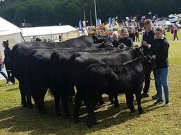 Angus vandt det meste til interbreed. Bedste køddyr Bedste Handyr (interbreed) Bedste Besætninggruppe