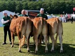 Kvier  18 - 21 MDR   Fra venstre  Kloster Nellie 23P Vinder Engtoftegård Nisa 23P (tvillinger) Engtoftegård Nela 23P (tvillinger)