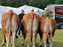 Engtoftegåds Jocaste Engtoftegårds Diva Engtoftegårds Osval