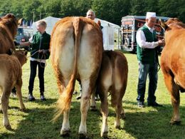 Engtoftegårds Monalise med kalv. 23P ærespræmie.