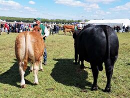 Osvald kunne ikke være med den 1500kg tunge Angus tyr. Dog vandt Kloster Limousine bedste hundyr interbreed.