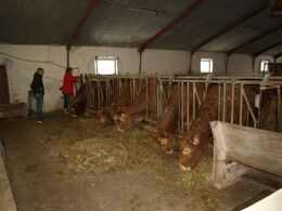 Besøg i stald 3 –