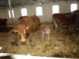 Halvæble Ganja med kviekalv Halvæble Pippi