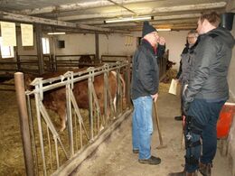 Snak på staldgangen og Halvæble Polled Odin vender bagen til