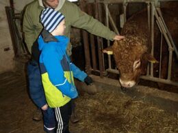 Gæster kom til – her hilser et par drenge på Halvæble Polled Lando